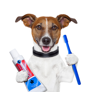 Vellore Woods Veterinary Clinic - Veterinarian in Vaughan, ON - Pet Dental Centre