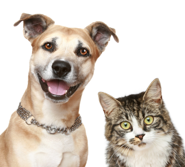 Vellore Woods Veterinary Clinic - Veterinarian in Vaughan, ON - Pet Dental Centre