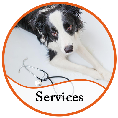 Services - Vellore Woods Veterinary Clinic - Veterinarian in Vaughan, ON - Full Service Animal Hospital & Pet Dental Centre