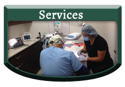 Services - Vellore Woods Veterinary Clinic - Veterinarian in Vaughan, ON - Full Service Animal Hospital & Pet Dental Centre